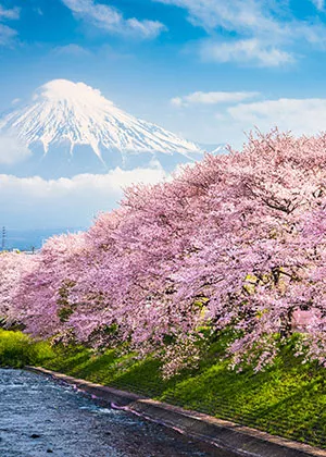 Işıl Tekstil İlkbahar & Yaz Koleksiyonu